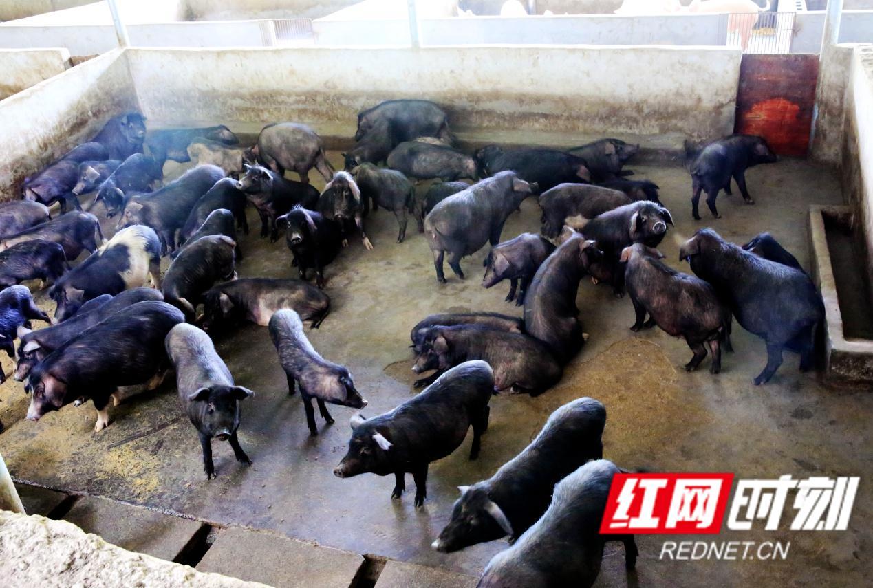 果村重塑乡村，引领未来项目开发新篇章